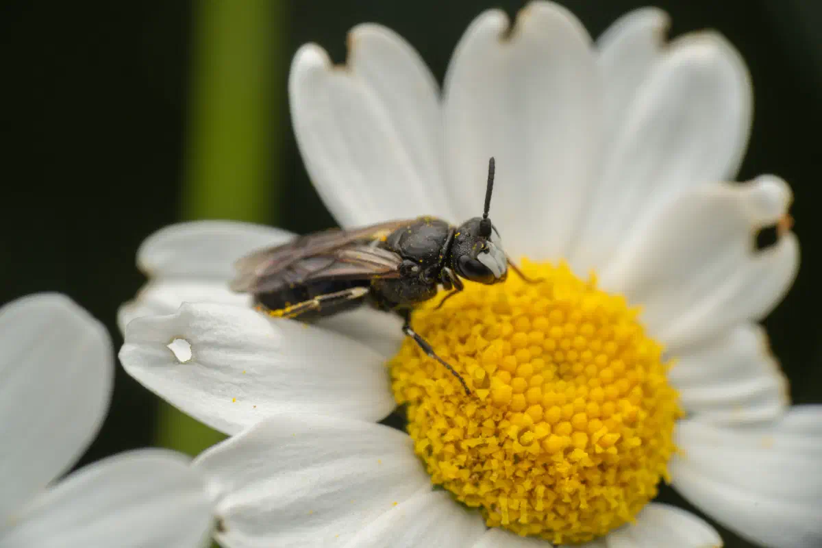 Maskenbienen – No. 2