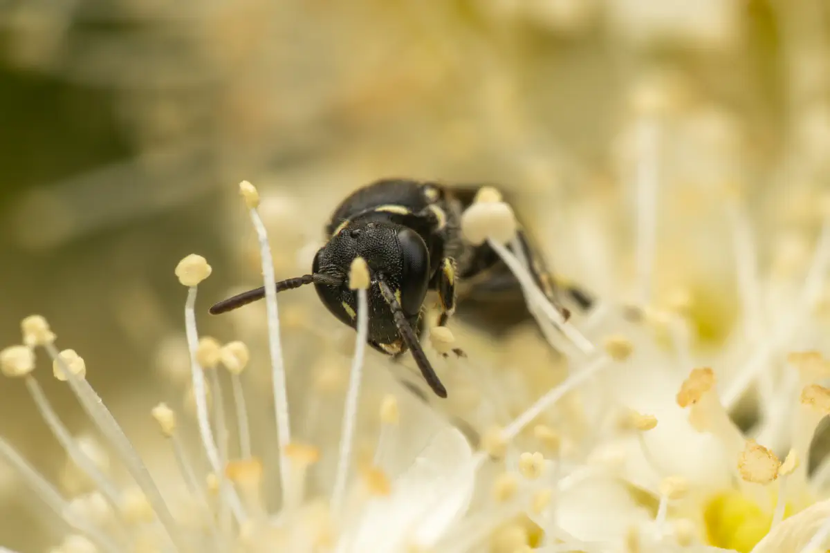 Abejas de cara amarilla