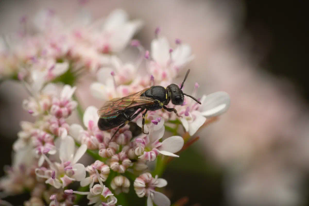 White-jawed Yellow-face Bee