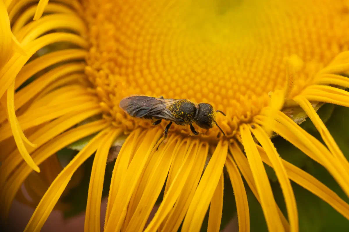 Megachilidae – No. 1