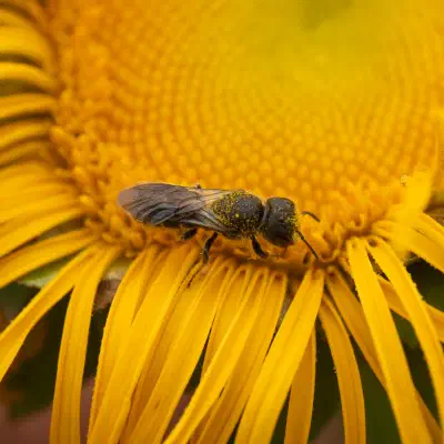 Megachilidae