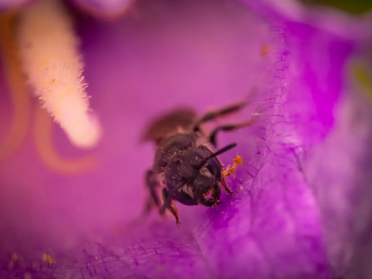 Glockenblumen-Scherenbiene