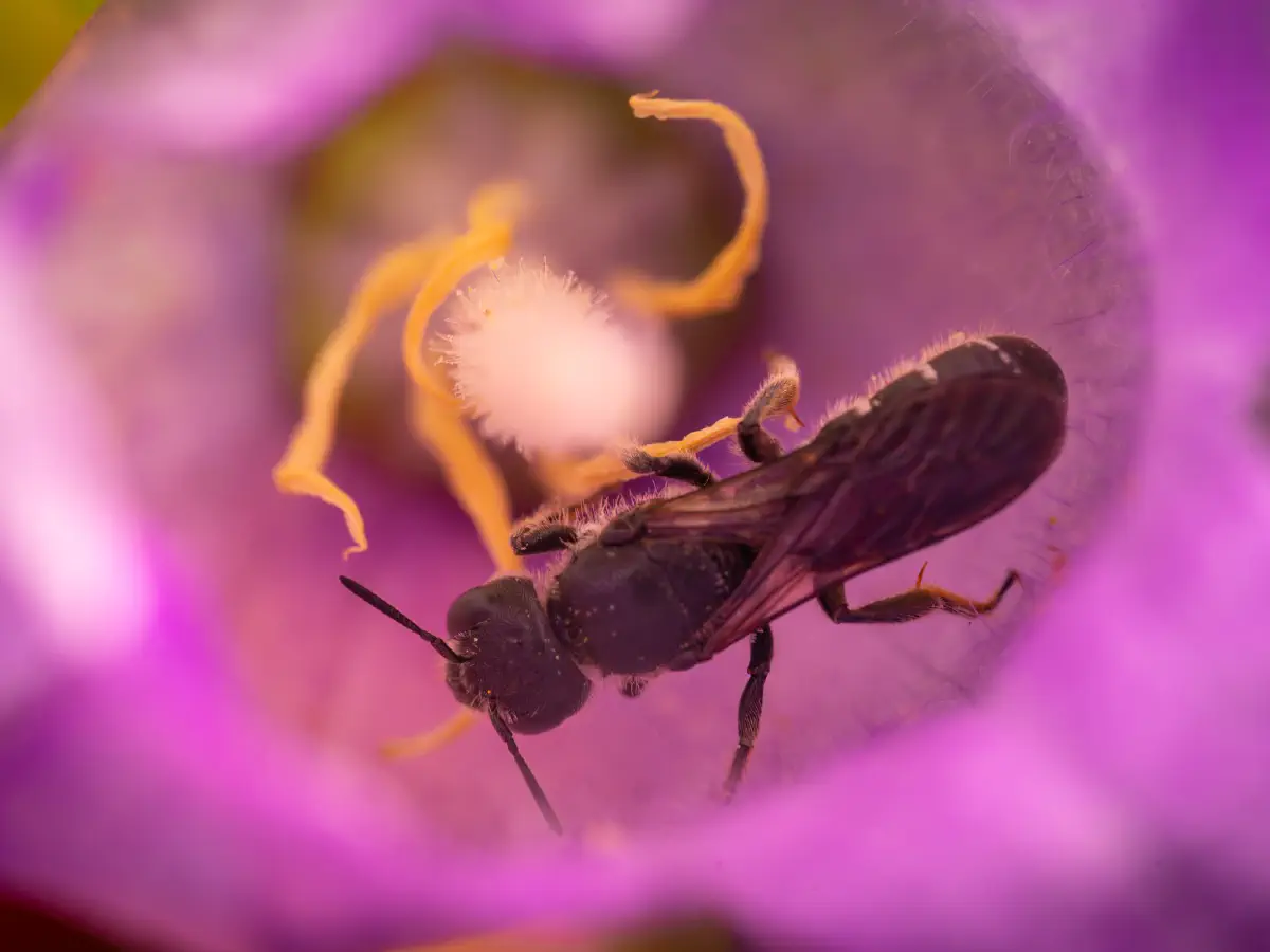 Glockenblumen-Scherenbiene