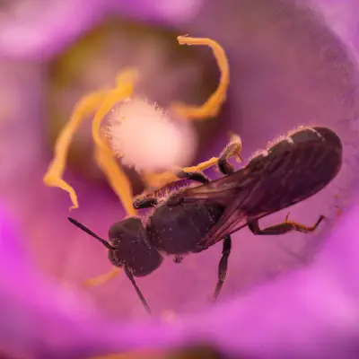 Glockenblumen-Scherenbiene