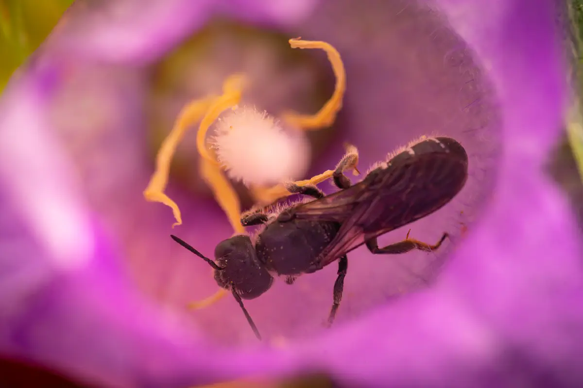 Glockenblumen-Scherenbiene