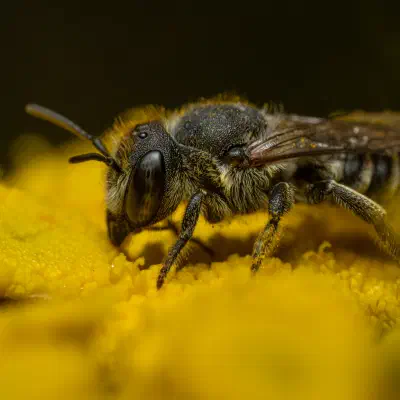 Luzerne-Blattschneiderbiene