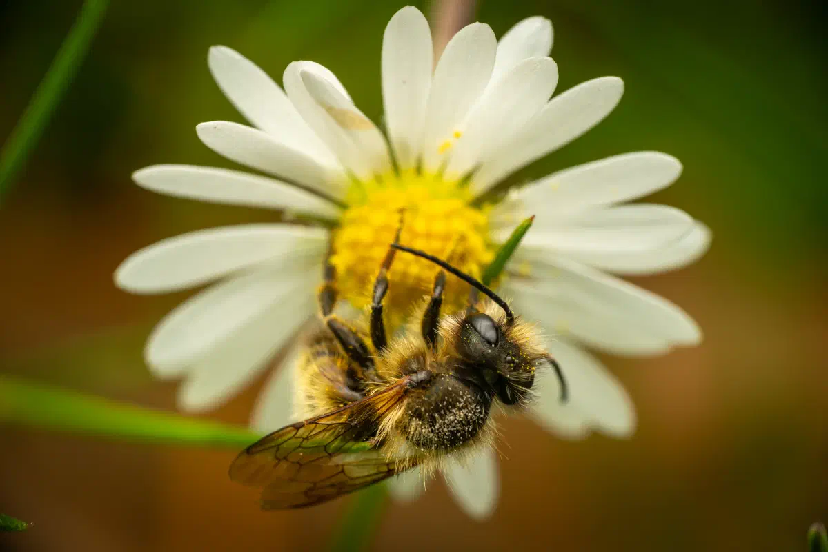 Megachilidae – No. 2