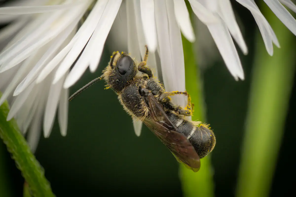 Megachilidae – No. 3