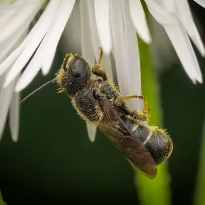 Megachilidae