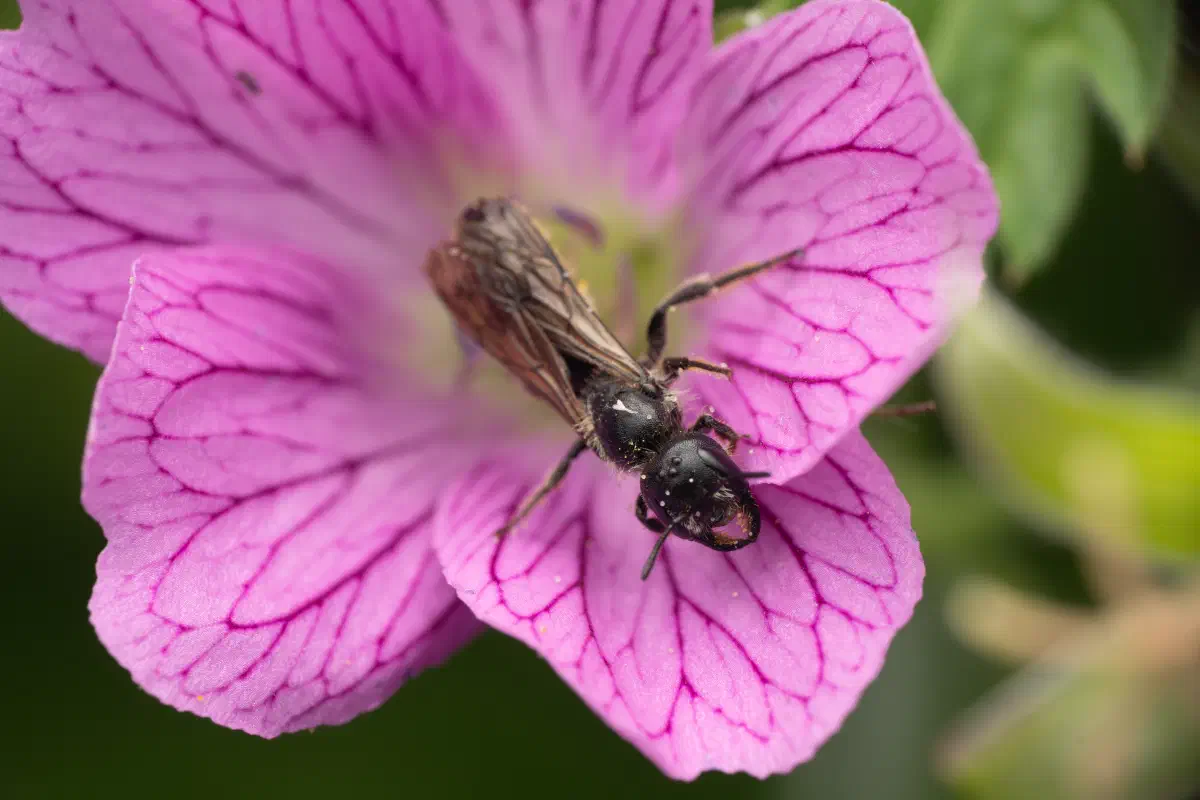 Megachilidae – No. 4
