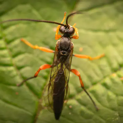 Schwarze Schlupfwespe