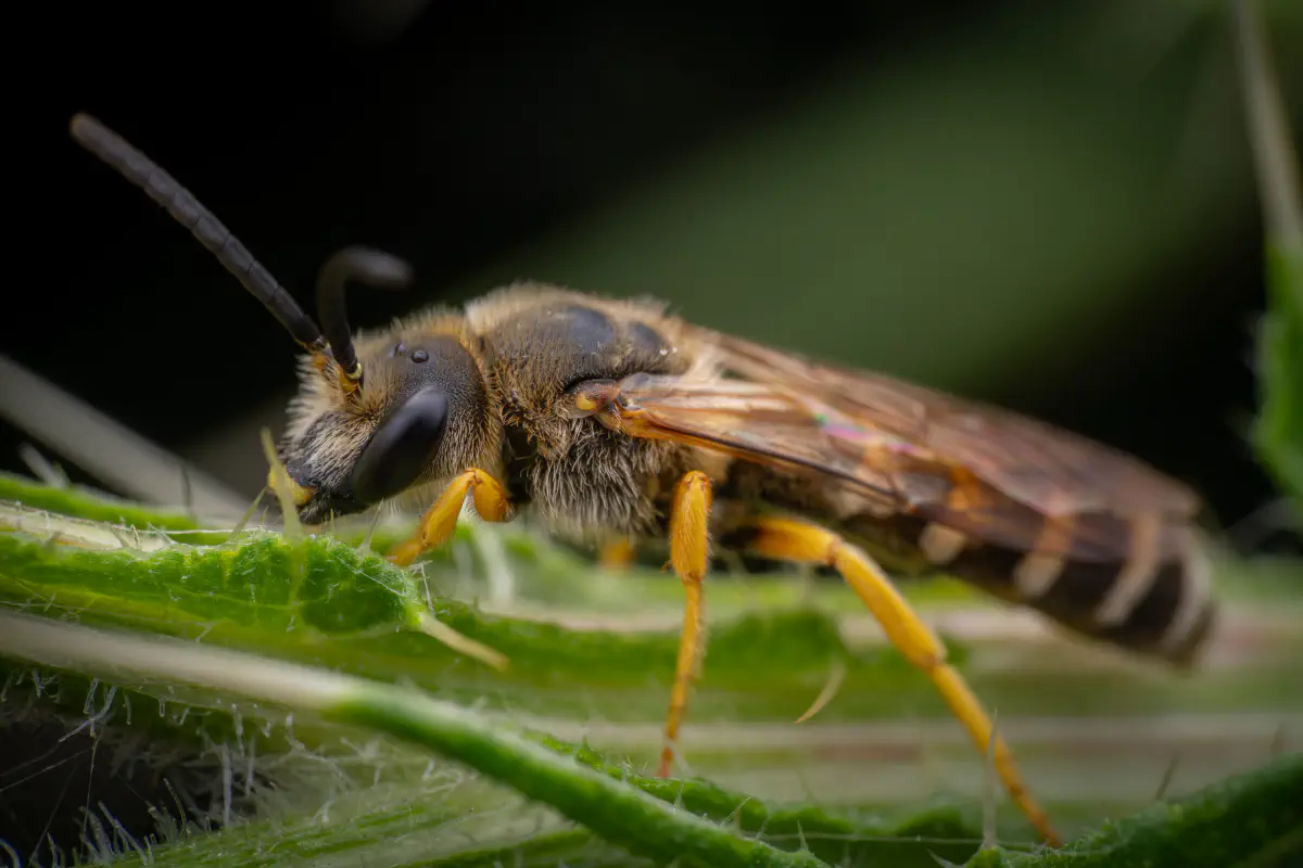 Schmal- & Furchenbienen – No. 1