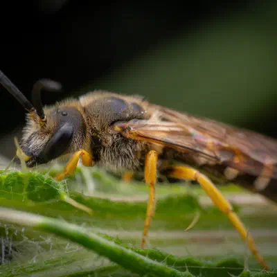 Schmal- & Furchenbienen