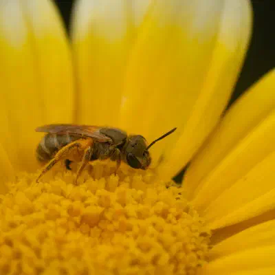 Dichtpunktierte Goldfurchenbiene