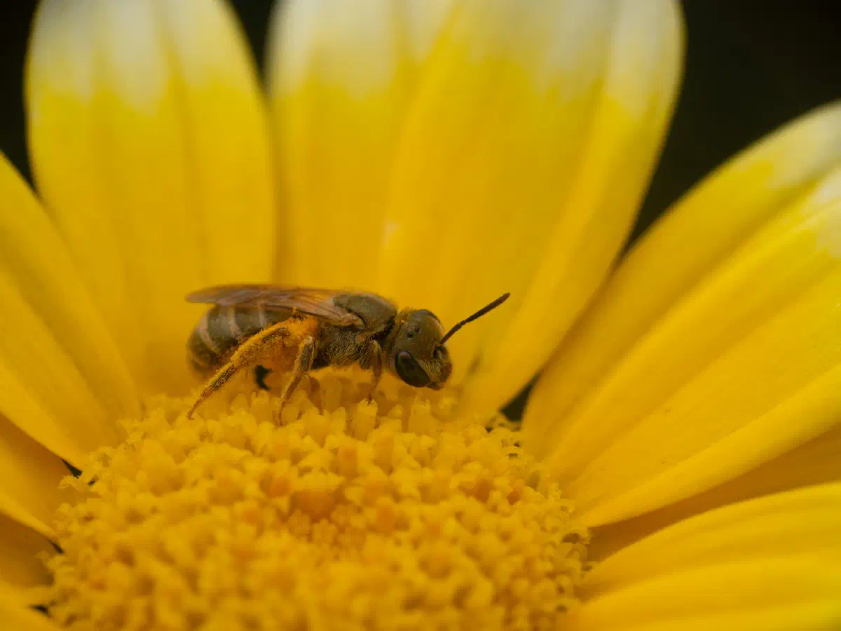 Dichtpunktierte Goldfurchenbiene