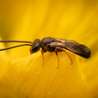 Gewöhnliche Goldfurchenbiene