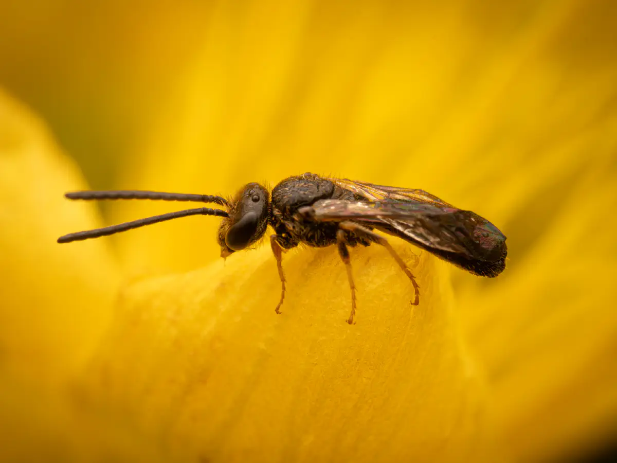 Gewöhnliche Goldfurchenbiene