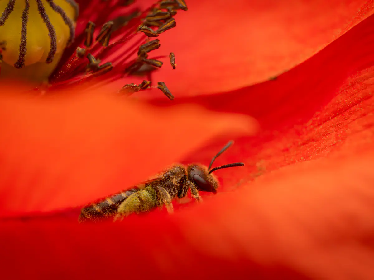 Gewöhnliche Goldfurchenbiene