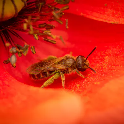 Gewöhnliche Goldfurchenbiene