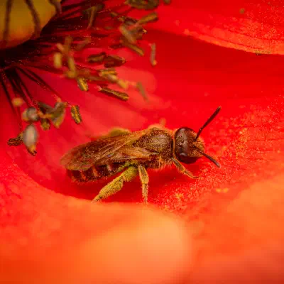 Gewöhnliche Goldfurchenbiene