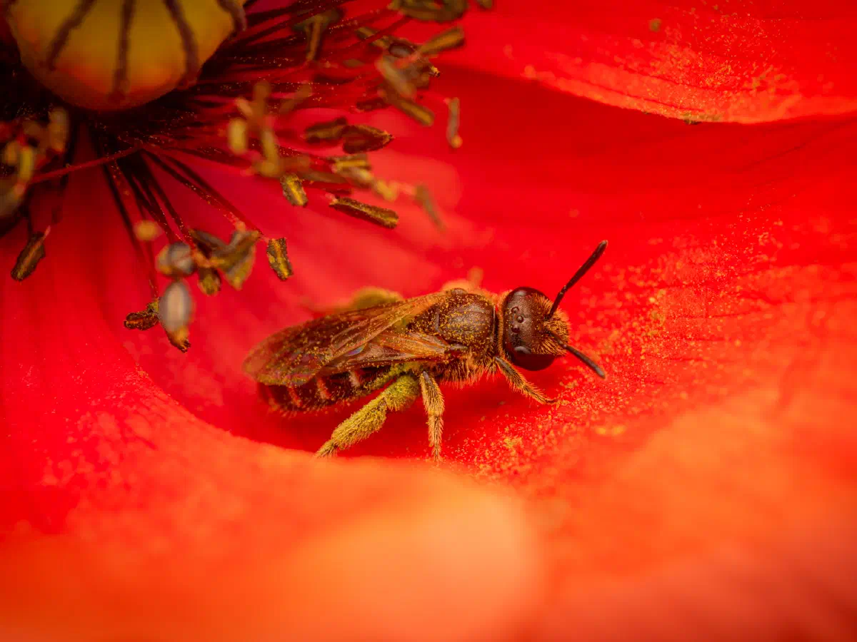 Gewöhnliche Goldfurchenbiene