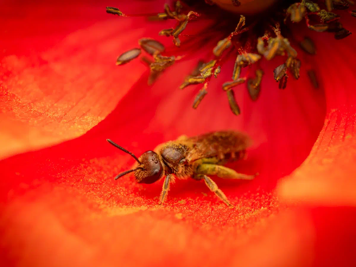Gewöhnliche Goldfurchenbiene