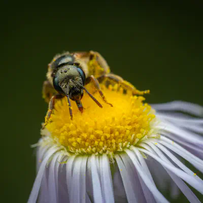 Sand-Goldfurchenbiene