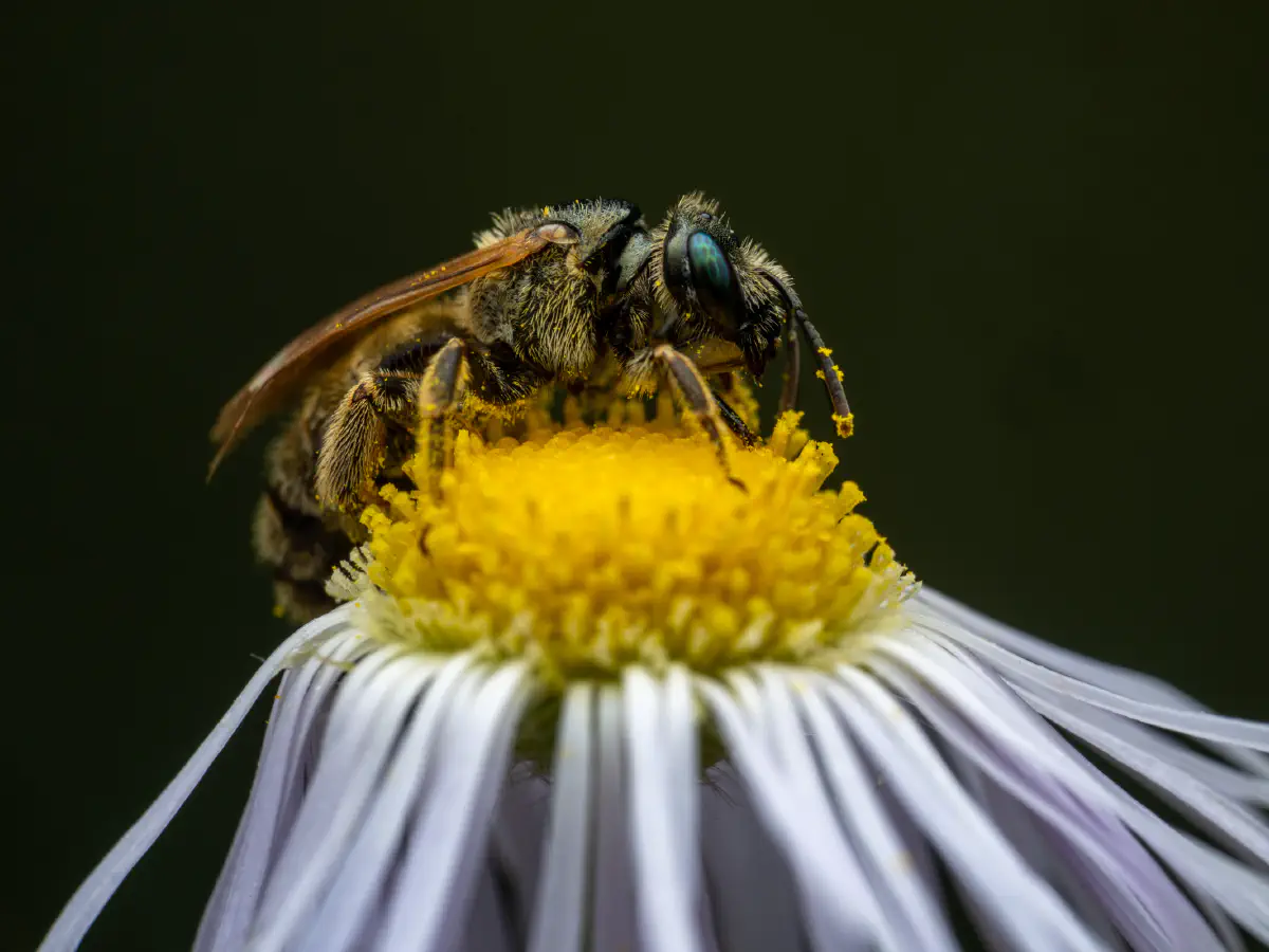 Sand-Goldfurchenbiene