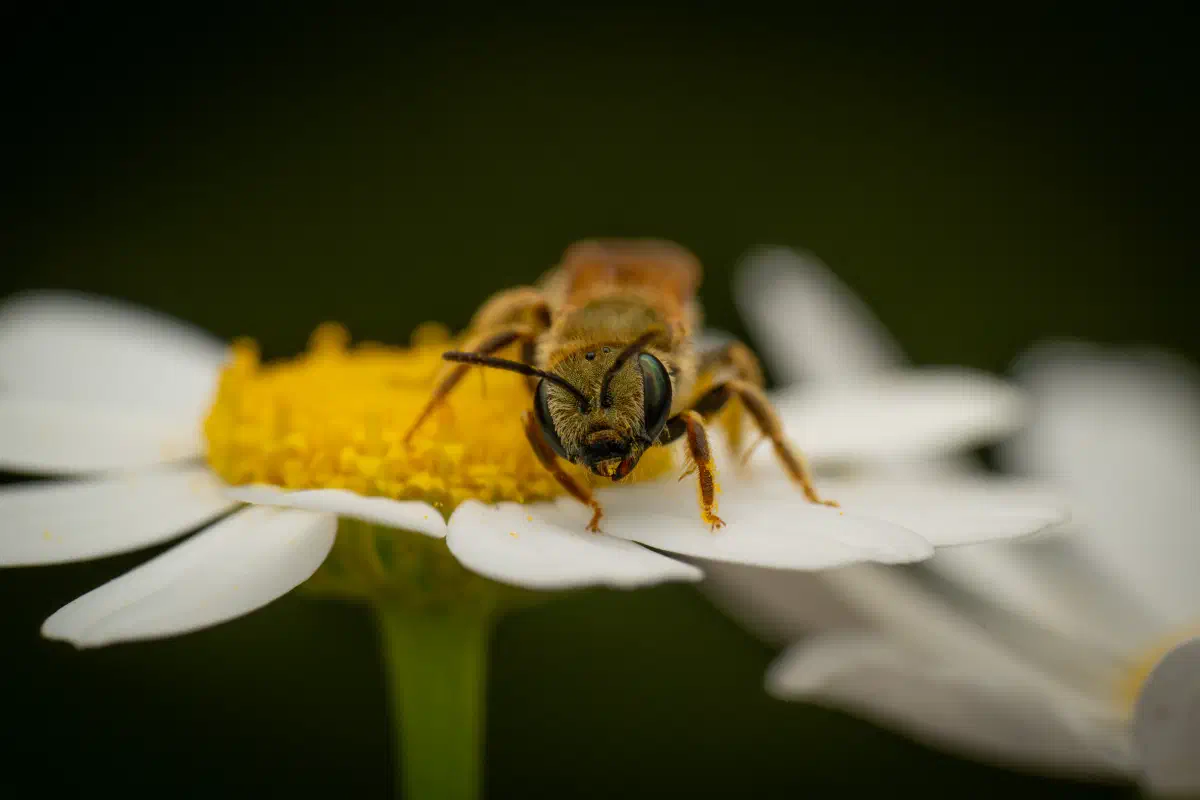 Furchenbienen – No. 3