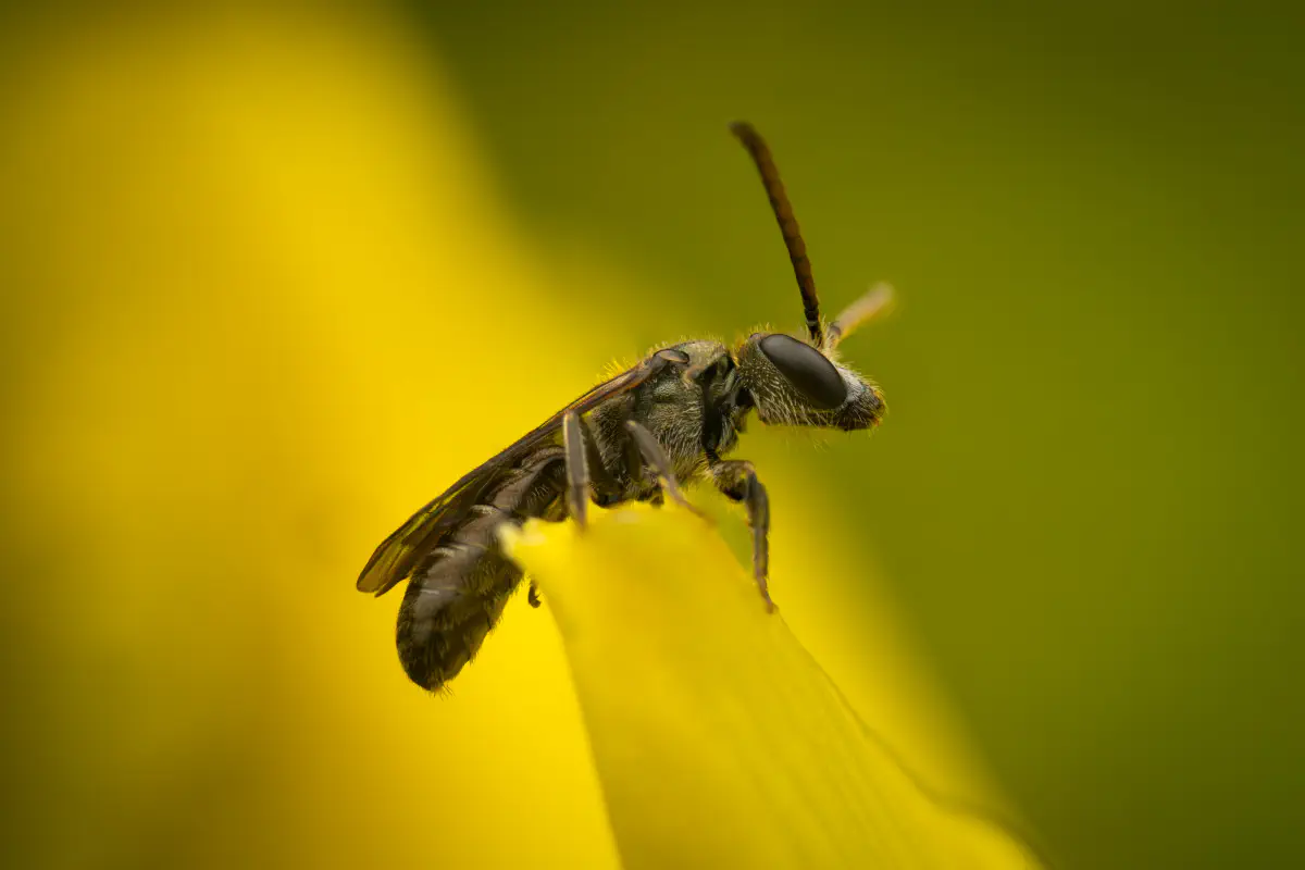 Furchenbienen – No. 9