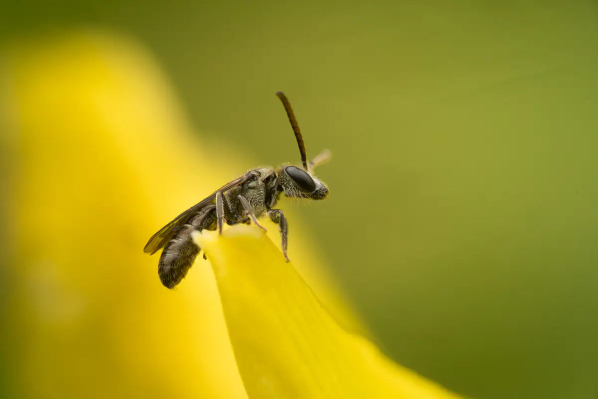 Furchenbienen – No. 10