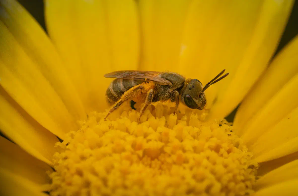 Furchenbienen – No. 12