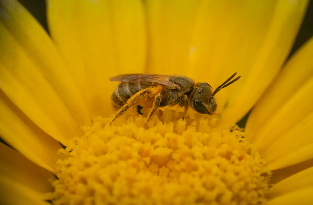 Furchenbienen – No. 12