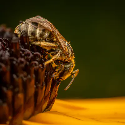 Verkannte Goldfurchenbiene