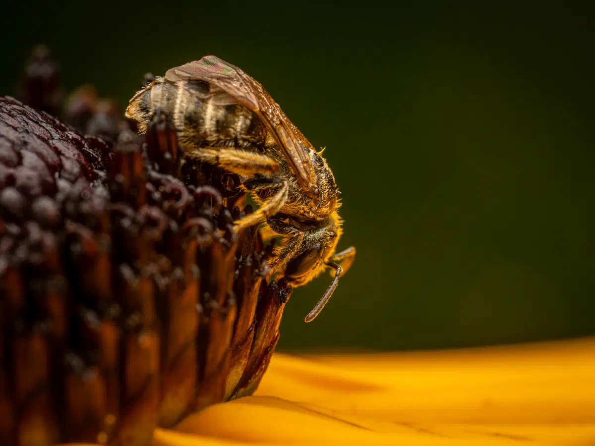 Verkannte Goldfurchenbiene
