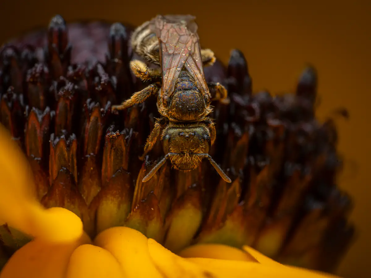 Verkannte Goldfurchenbiene