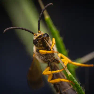 Schmal- & Furchenbienen