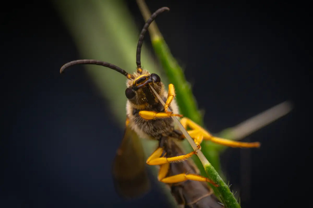 Schmal- & Furchenbienen – No. 2