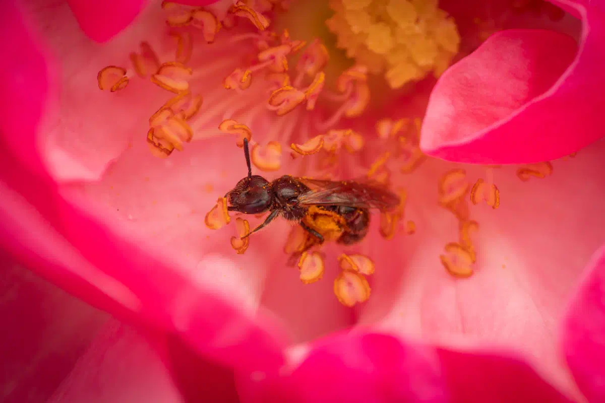 Schmal- & Furchenbienen – No. 3