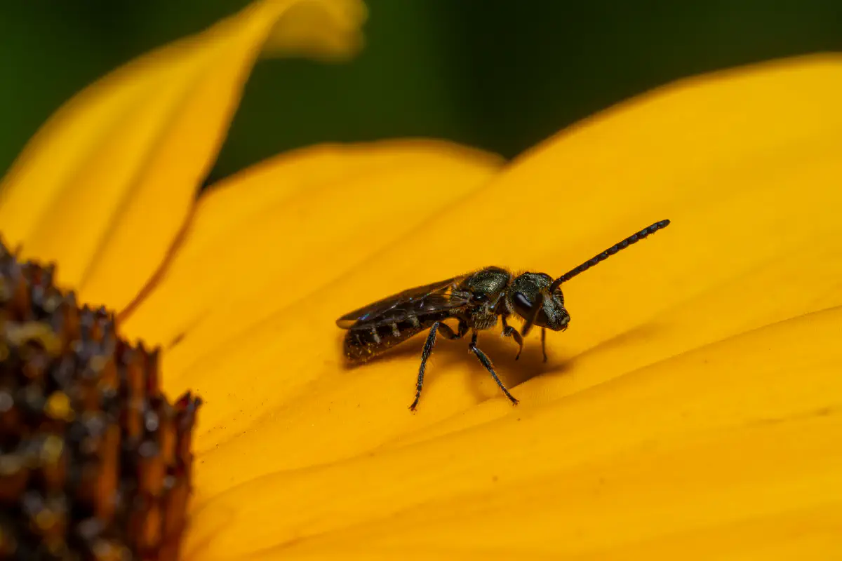 Lasioglossum malachurum