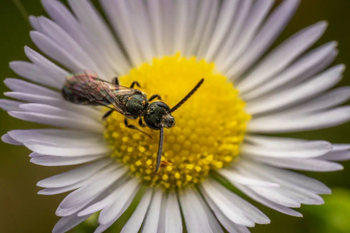 Sharp-collared Furrow Bee