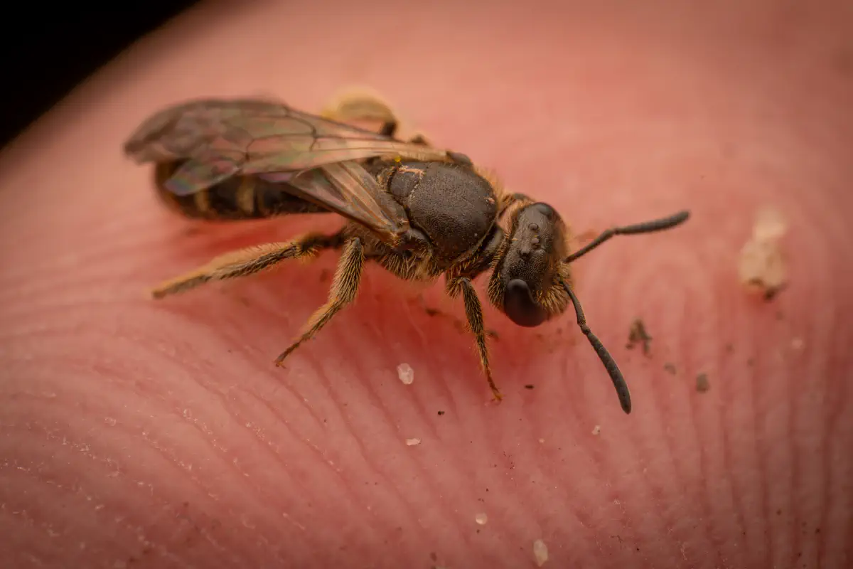 Schmalbienen – No. 4