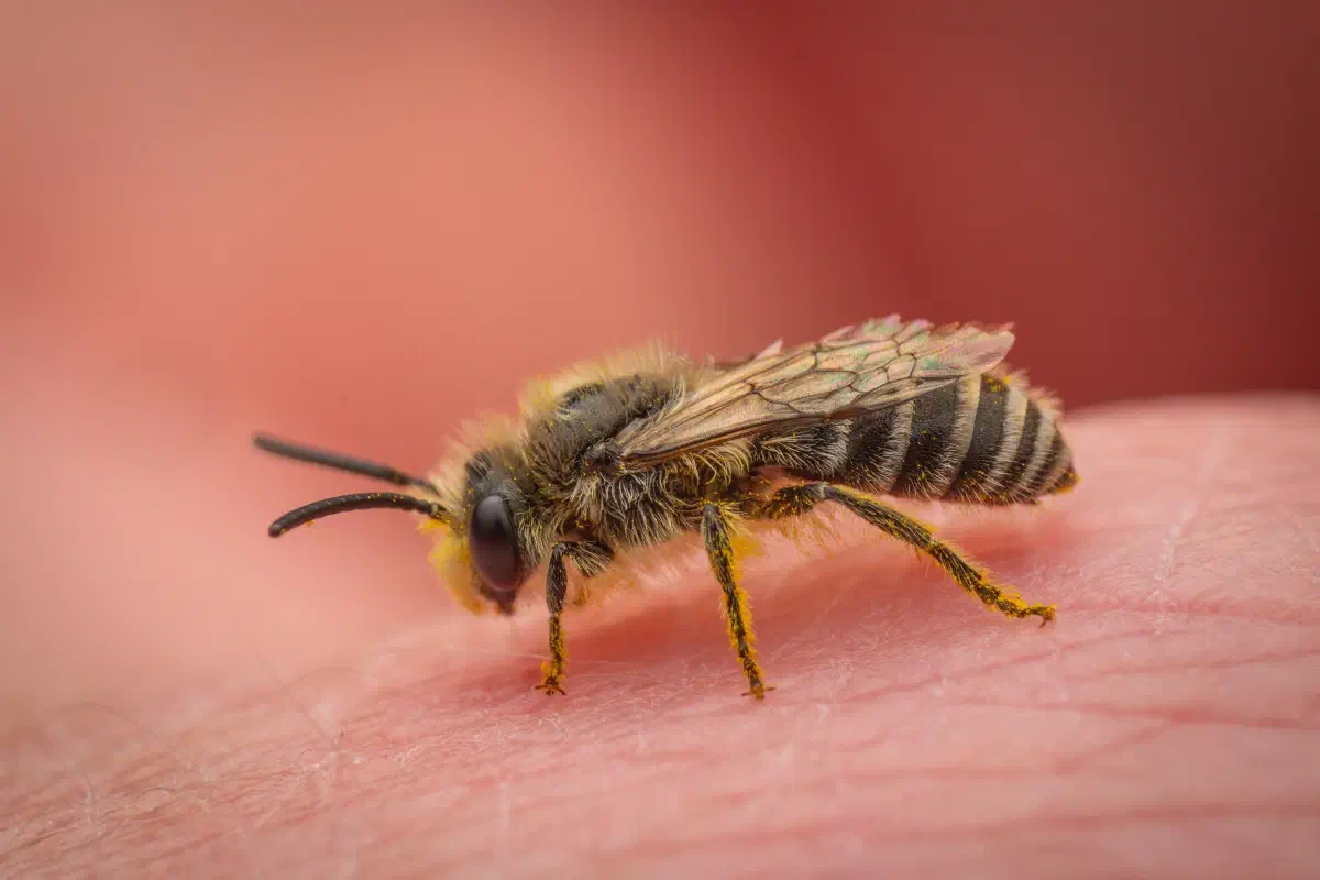 Seidenbienen – No. 1