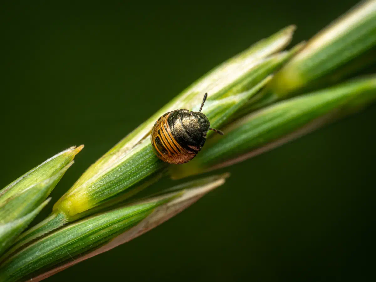 Marmorierte Baumwanze