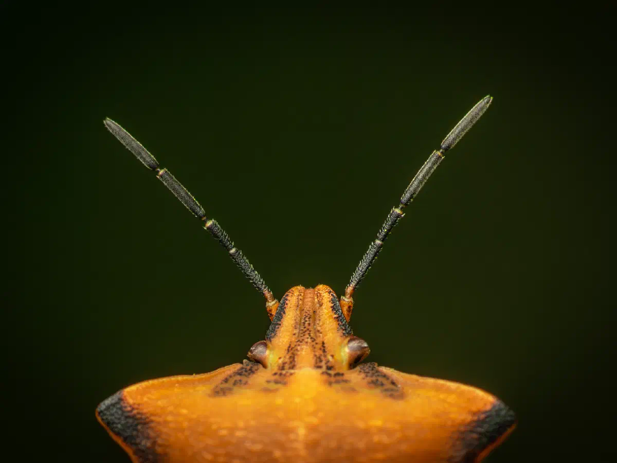 Nördliche Fruchtwanze