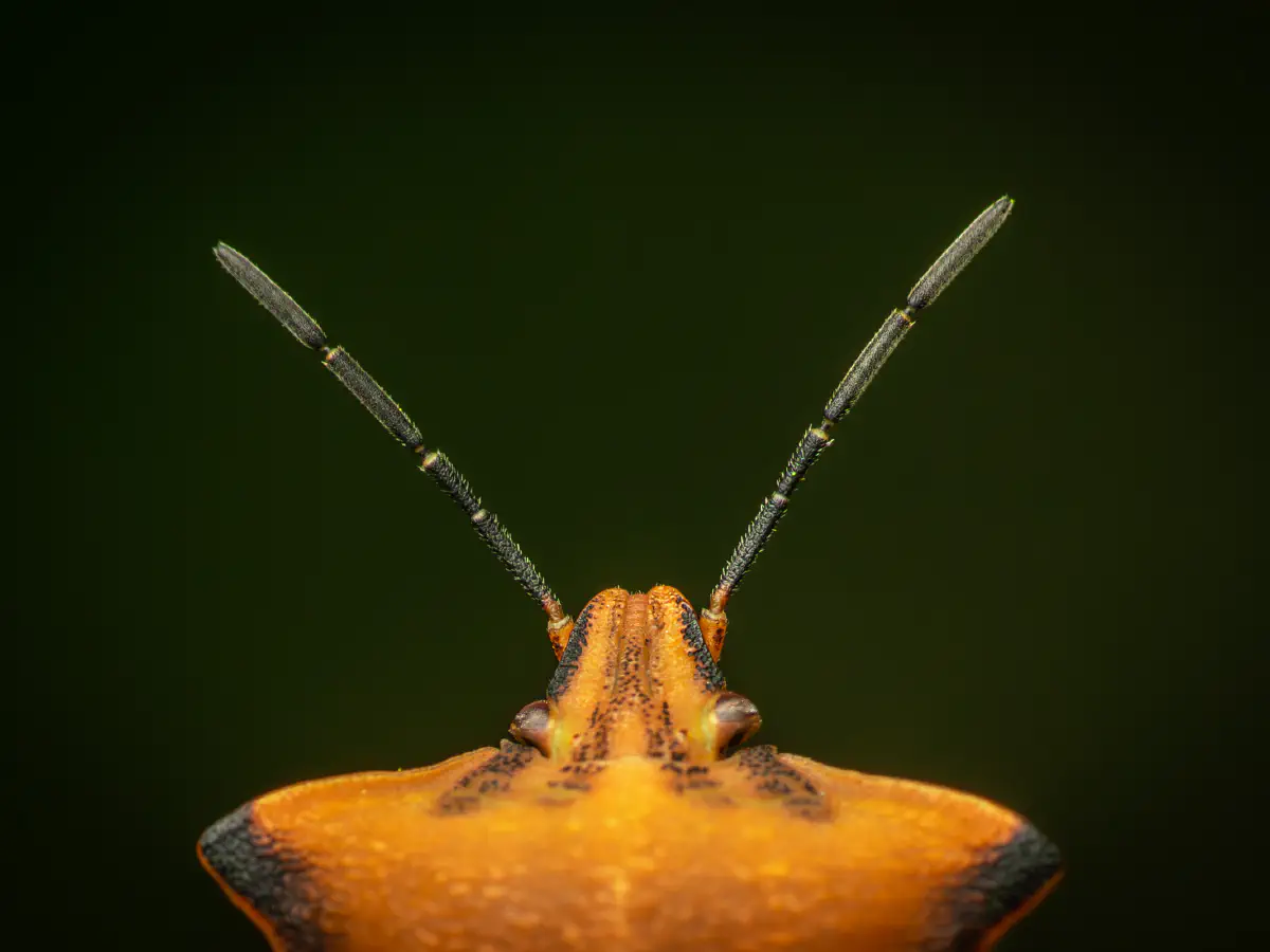 Nördliche Fruchtwanze