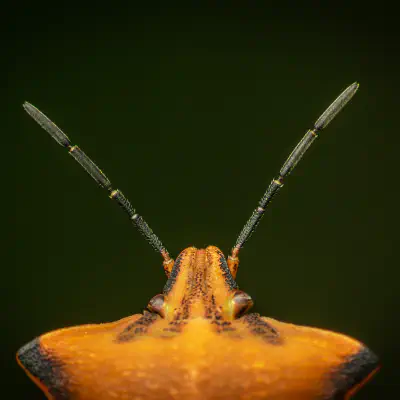 Nördliche Fruchtwanze