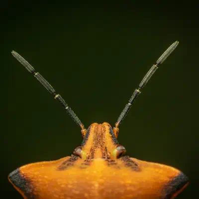 Nördliche Fruchtwanze