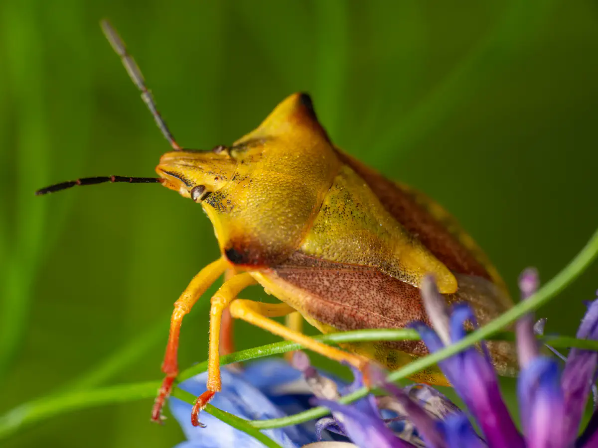 Nördliche Fruchtwanze