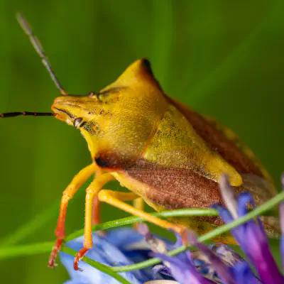 Nördliche Fruchtwanze
